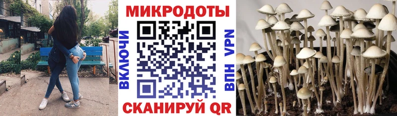 Псилоцибиновые грибы ЛСД Зуевка